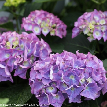 Hydrangea macrophylla 'Ragra' 