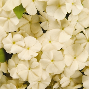 Phlox drummondii 'Buttercream' 