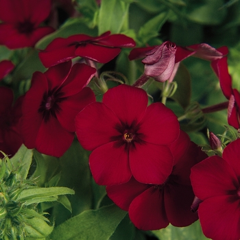 Phlox drummondii 'Crimson' 