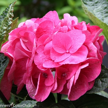 Hydrangea macrophylla Abracadabra® 'Orb'