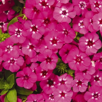 Phlox drummondii 'Pink' 