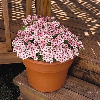 Phlox drummondii 'Rose Star' 