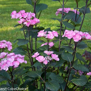 Hydrangea macrophylla 'Horabstra' PP21636