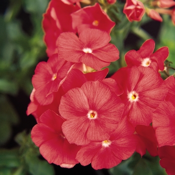 Phlox drummondii 'Salmon' 