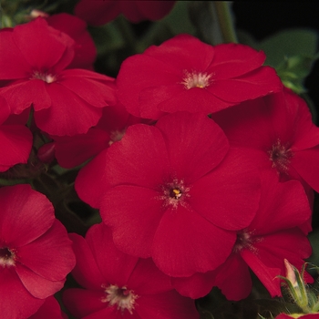 Phlox drummondii 'Scarlet' 