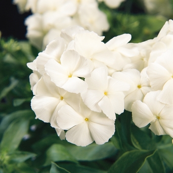 Phlox drummondii 'White' 