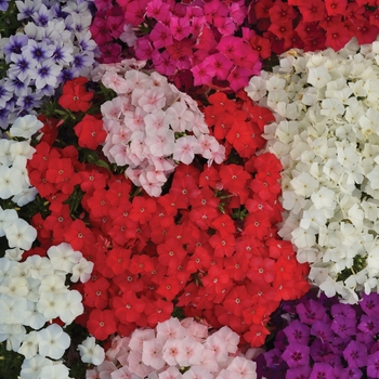 Phlox drummondii 'Ethnie Mix' 