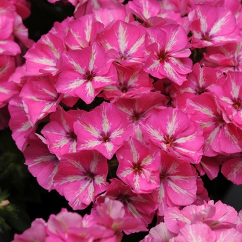 Phlox drummondii 'Grammy Pink/White' 