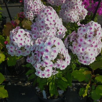 Phlox paniculata 'Cherry Cream'