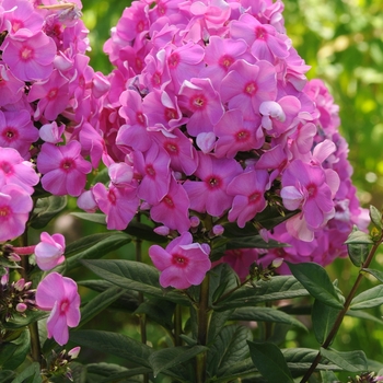 Phlox paniculata 'Cosmopolitan' PP19603