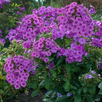 Phlox paniculata 'Barfourteen' PP12605