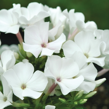 Phlox paniculata 'Bartwentynine' PP16259