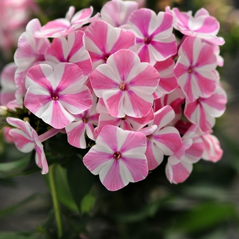 Phlox paniculata 'Peppermint Twist' 18,196