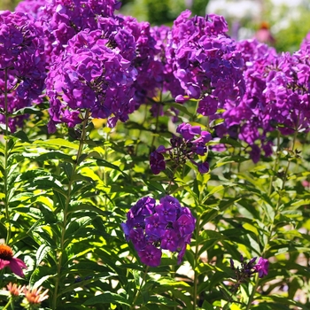 Phlox paniculata 'Purple Kiss' PP19514