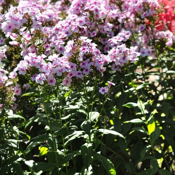 Phlox paniculata 'Swizzle' PP19813