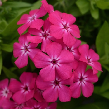 Phlox 'Hot Pink' PPAF