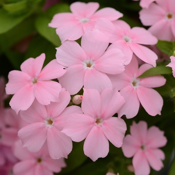 Phlox Gisele™ 'Light Pink'