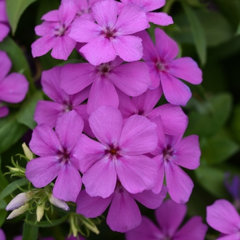 Phlox 'Light Violet' PPAF