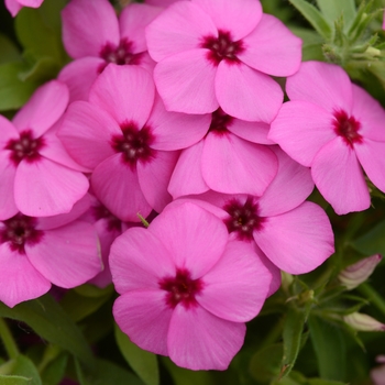 Phlox Gisele™ 'Pink'