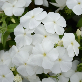 Phlox 'White' PPAF