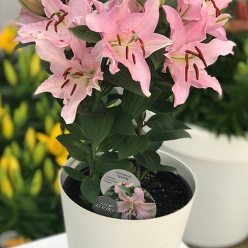 Lilium asiaticum Lily Looks 'Tiny Speedy'