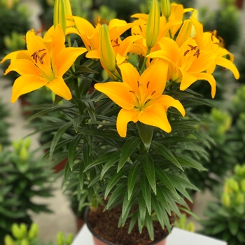 Lilium asiaticum Lily Looks 'Tiny Bee'