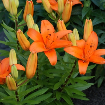 Lilium asiaticum Lily Looks 'Tiny Dino'