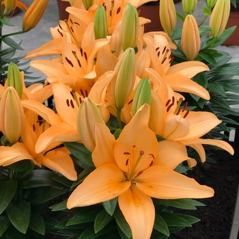 Lilium asiaticum Lily Looks 'Tiny Moon'