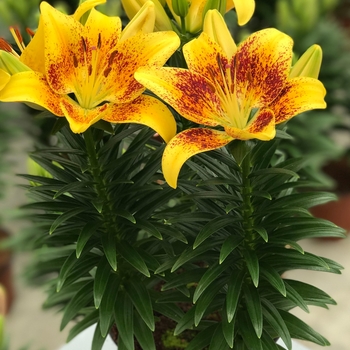 Lilium asiaticum 'Tiny Nugget' PPAF