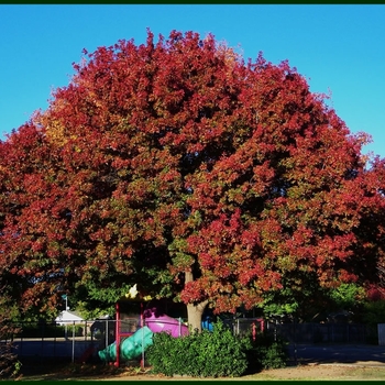 Quercus buckleyi