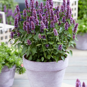 Agastache 'Beelicious Purple' PPAF