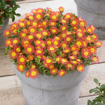 Delosperma cooperi Wheels of Wonder® 'Fire'