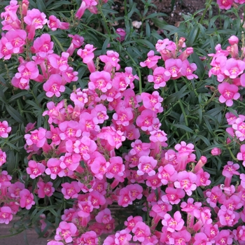 Antirrhinum majus 'Pretty in Pink'