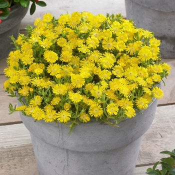 Delosperma cooperi Wheels of Wonder® 'Golden Wonder'