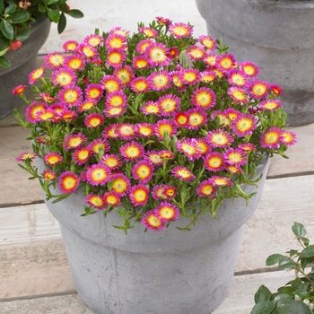 Delosperma cooperi 'Hot Pink Wonder' 