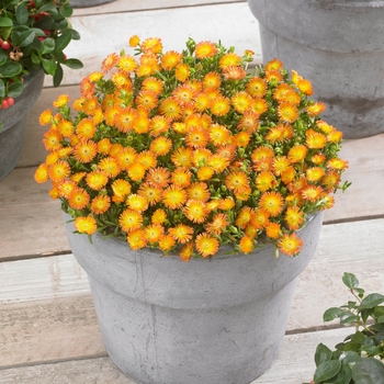 Delosperma cooperi Wheels of Wonder® 'Orange Wonder'