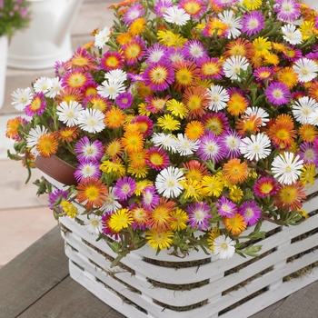 Delosperma cooperi Wheels of Wonder® 'Mix'