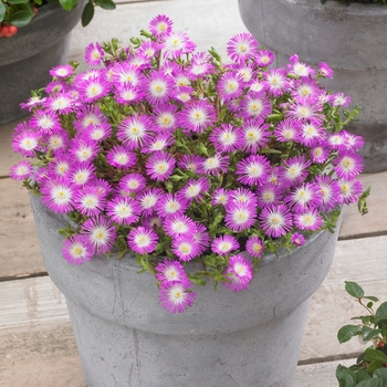 Delosperma cooperi Wheels of Wonder® 'Violet Wonder'