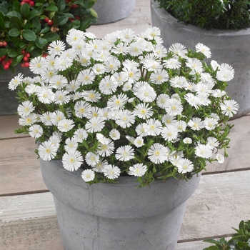 Delosperma cooperi Wheels of Wonder® 'White Wonder'