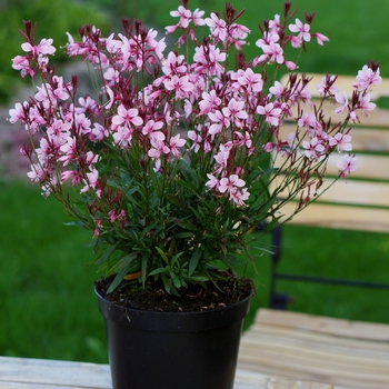 Gaura lindheimeri Baby Butterfly® 'Dark Pink'