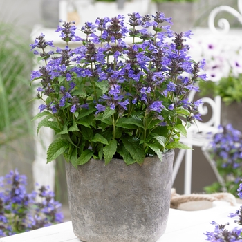 Nepeta kubanica 'Neptune'