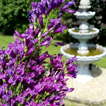 Penstemon 'Purple Perfection'