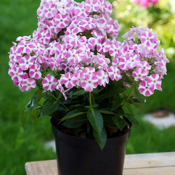 Phlox paniculata 'Verscan' PP27558