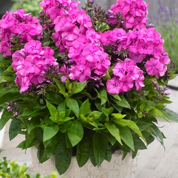 Phlox paniculata Bambini® 'Primadonna'