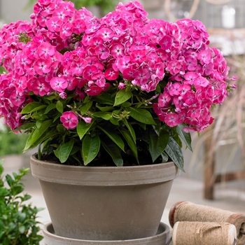 Phlox paniculata 'Sweet Tart' Versweta PPAF