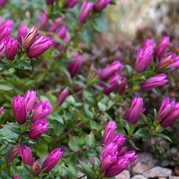 Gentiana 'Little Pinkie' PP26013