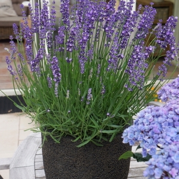 Lavandula angustifolia 'Big Time Blue'