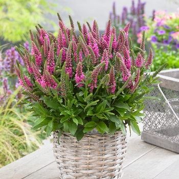 Veronica spicata 'Bubblegum Candles'