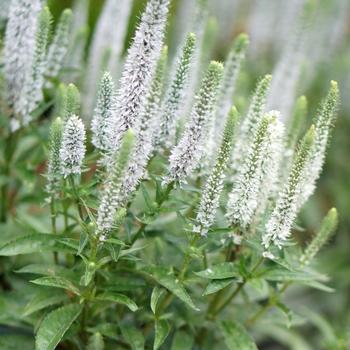 Veronica spicata 'Snow Candles'