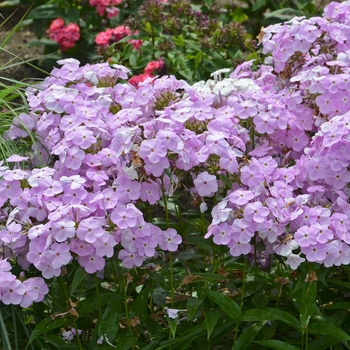 Phlox paniculata 'Amethyst Pearl' PP28487